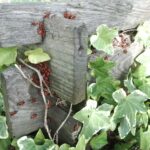 Mix naturale per allontanare insetti dal giardino, con ingredienti ecologici e facili da reperire.