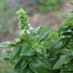 Basilico fresco piantato in vaso, con neve sullo sfondo, evidenziando la sorprendente crescita in dicembre.
