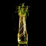 Talee di rosmarino in bottiglia d'acqua per una radicazione garantita.