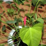 Foglia di Anthurium con segni di disidratazione, evidenziando la necessità d'acqua.