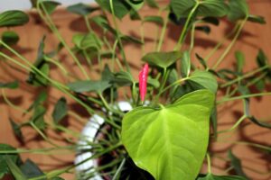 Foglia di Anthurium con segni di disidratazione, evidenziando la necessità d'acqua.