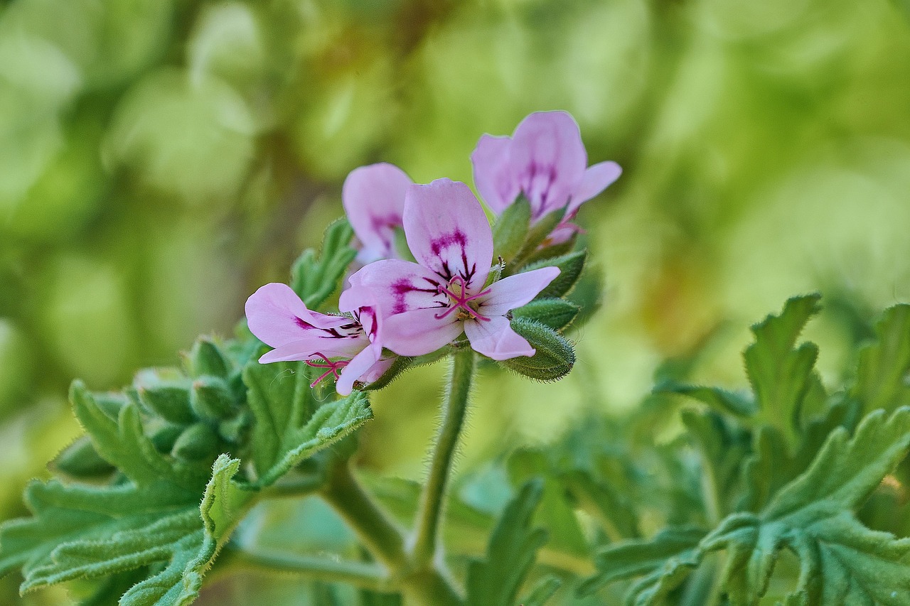Pianta profumata che allontana le zanzare, decorando il giardino con foglie verdi e fiori colorati.