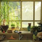 Piante da appartamento che purificano l'aria, ideali per una casa sana e accogliente.