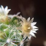 Cactus in vaso esposto alla luce solare diretta, evidenziando l'importanza per la fioritura.