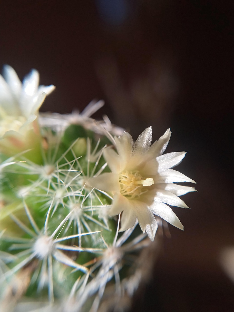 Cactus in vaso esposto alla luce solare diretta, evidenziando l'importanza per la fioritura.