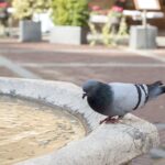 Riflesso di vetro che allontana piccioni, illustrando il trucco per scacciarli efficacemente.