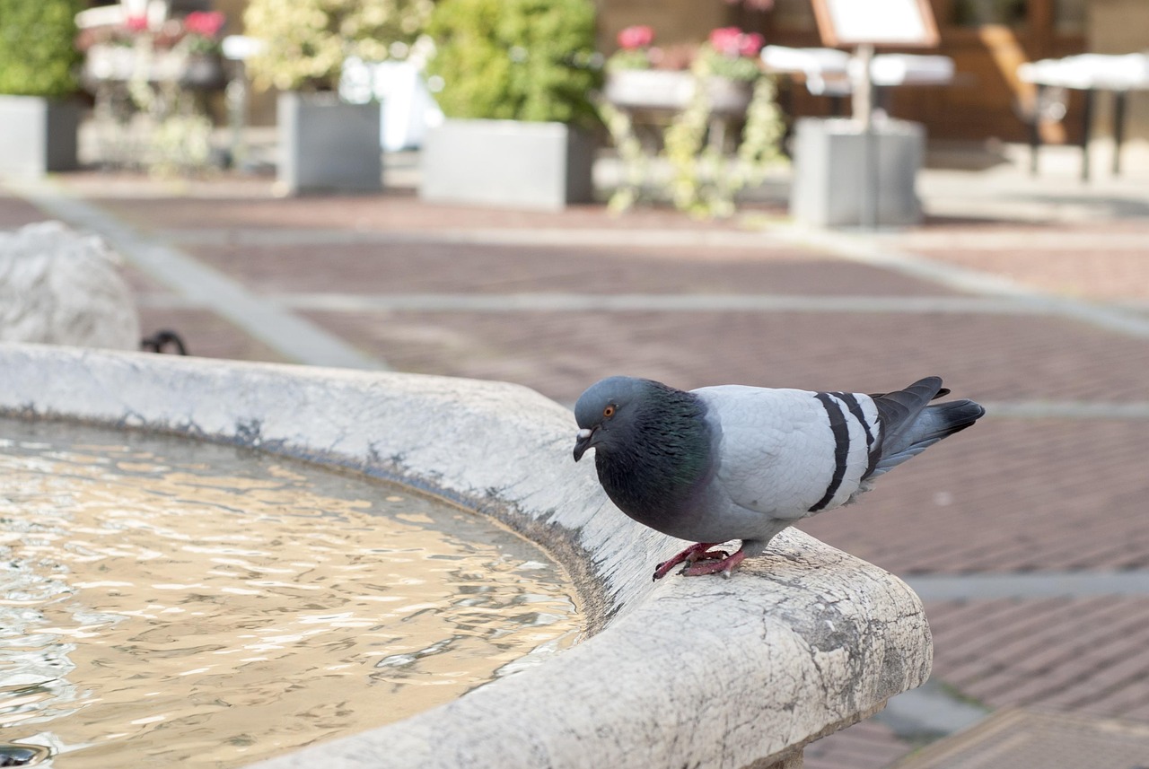 Riflesso di vetro che allontana piccioni, illustrando il trucco per scacciarli efficacemente.