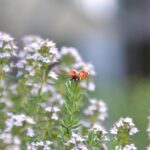 Pianta aromatica verde in vaso, ideale per tenere lontani gli insetti e facile da coltivare.