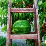 Scala di legno in giardino su terreno morbido con tavola di supporto per evitare di affondare.