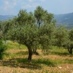 Ulivo rigoglioso con frutti verdi su sfondo di terreno fertile, simbolo di cura e crescita.