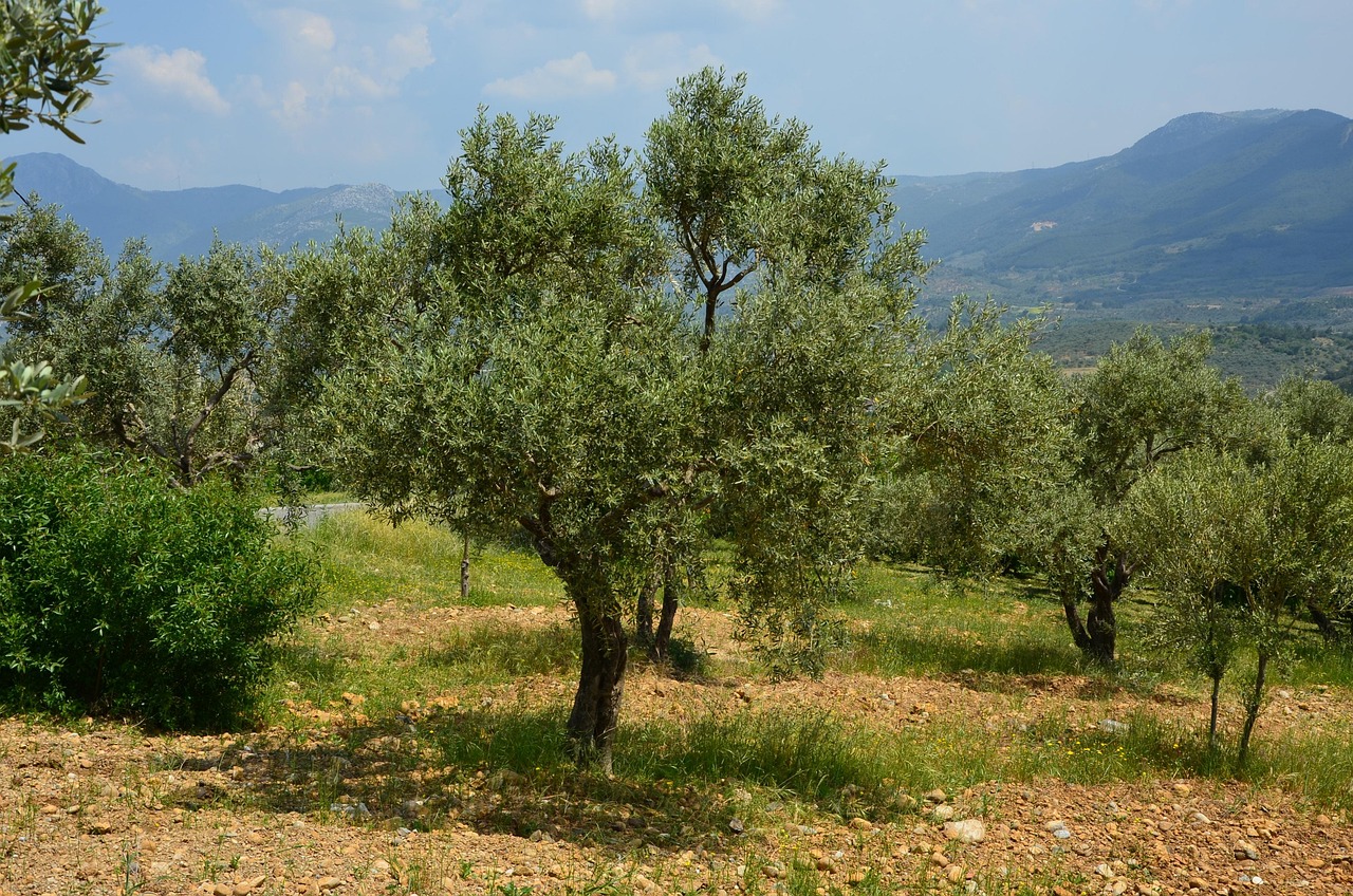 Ulivo rigoglioso con frutti verdi su sfondo di terreno fertile, simbolo di cura e crescita.