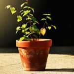 Piante in vaso con foglie ingiallite, simbolo di errori nella cura delle piante.