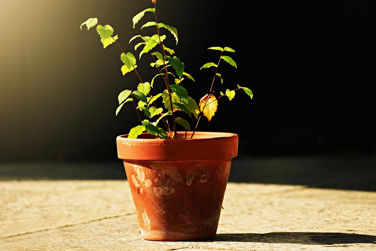 Piante in vaso con foglie ingiallite, simbolo di errori nella cura delle piante.