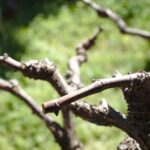 Vigna potata con cura, evidenziando il corretto taglio dei tralci per una migliore produzione.