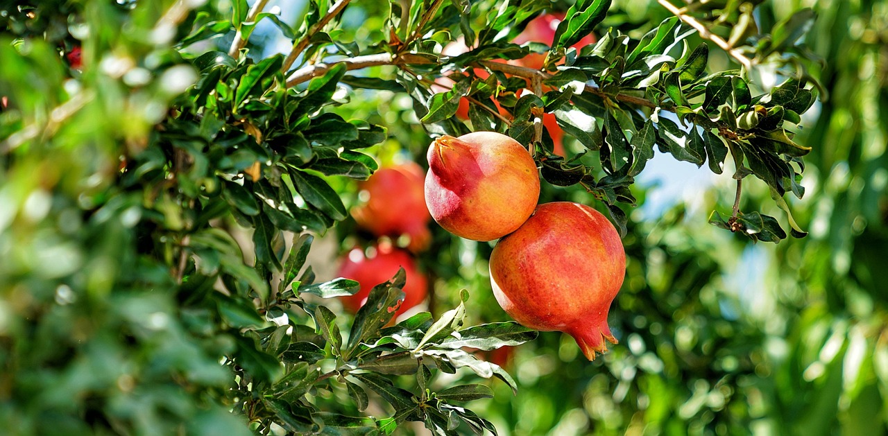 Melograno in fiore con frutti verdi, simbolo di potatura per abbondanza e dolcezza.