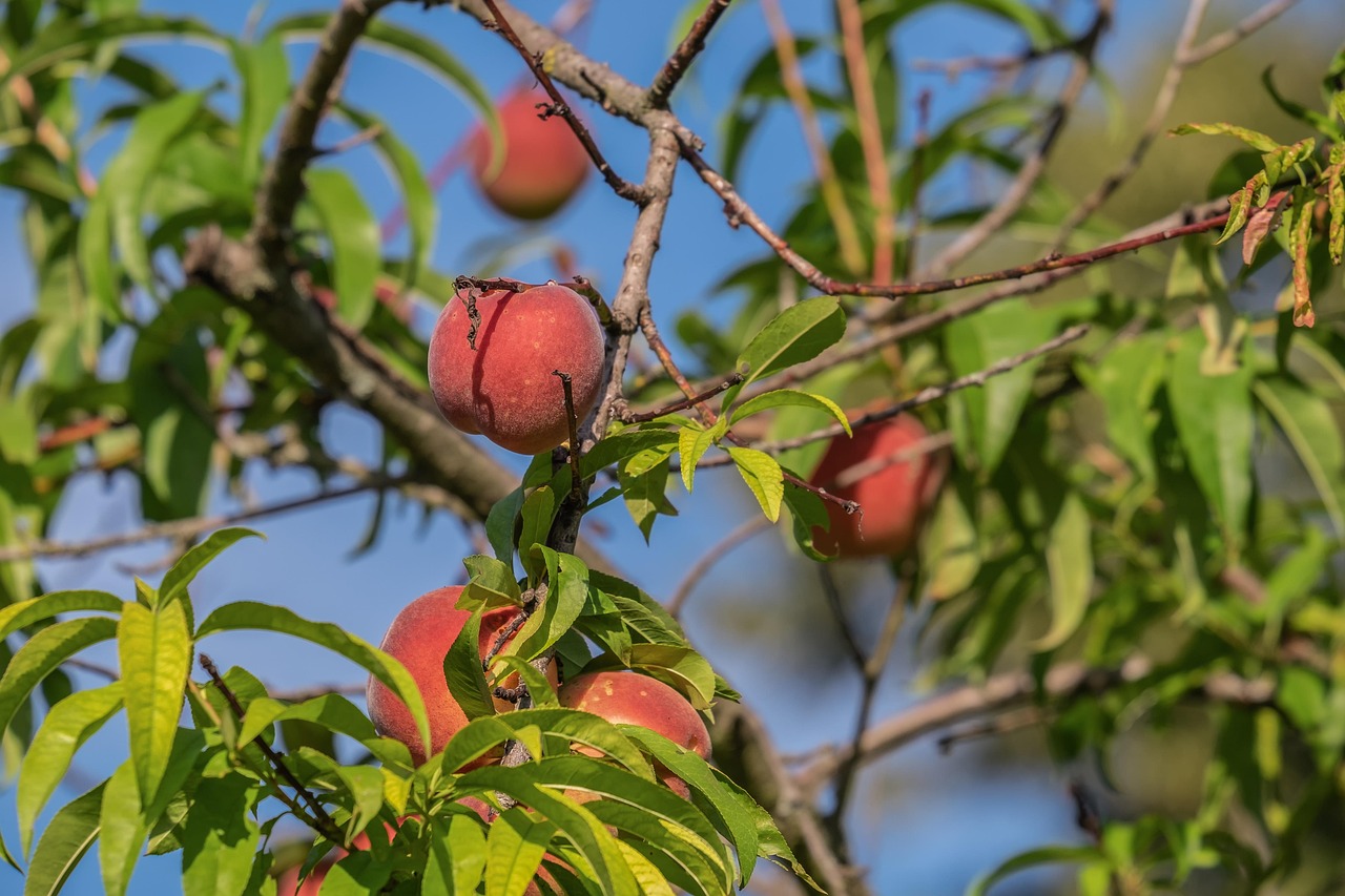 Albero da frutto infestato da insetti indesiderati nel giardino.