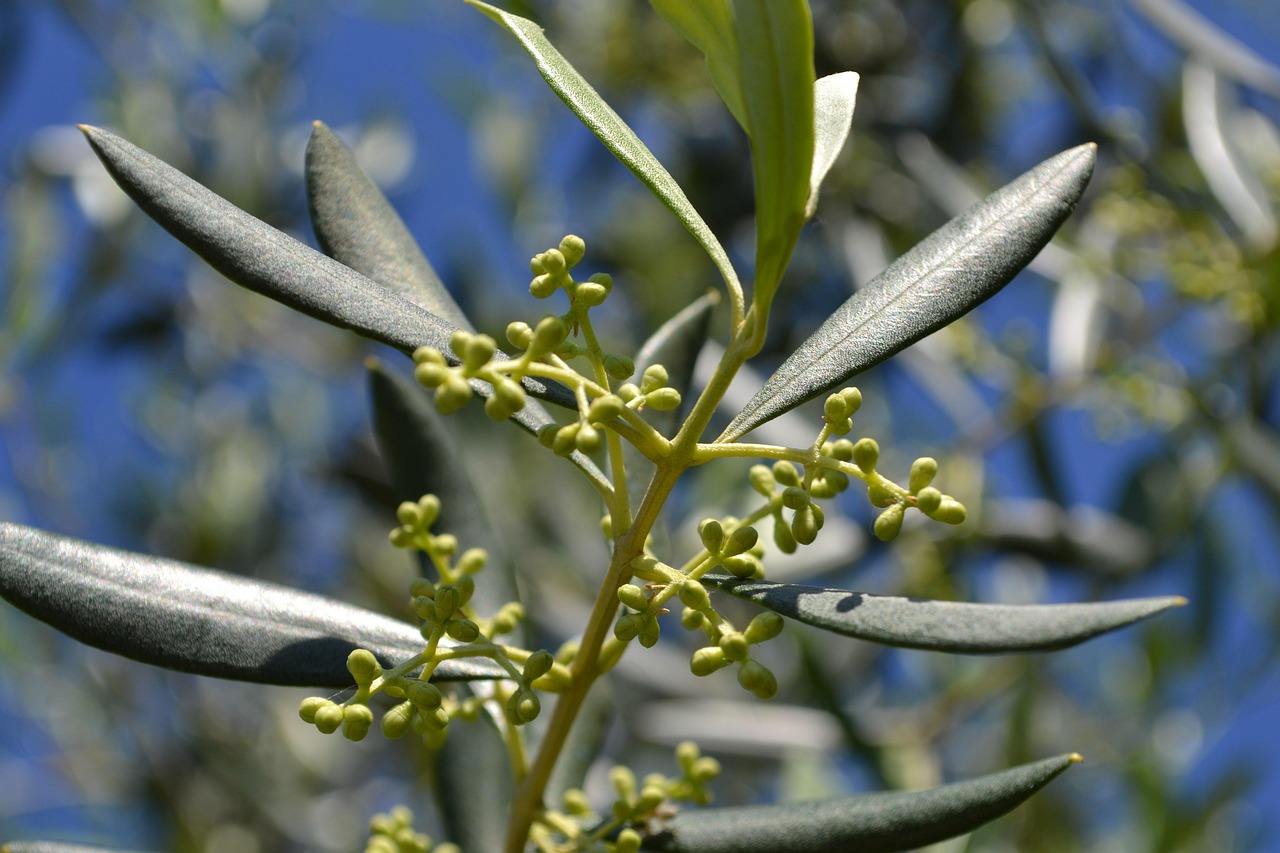 Ulivo carico di olive mature sotto un cielo sereno, simbolo di una raccolta abbondante e sana.