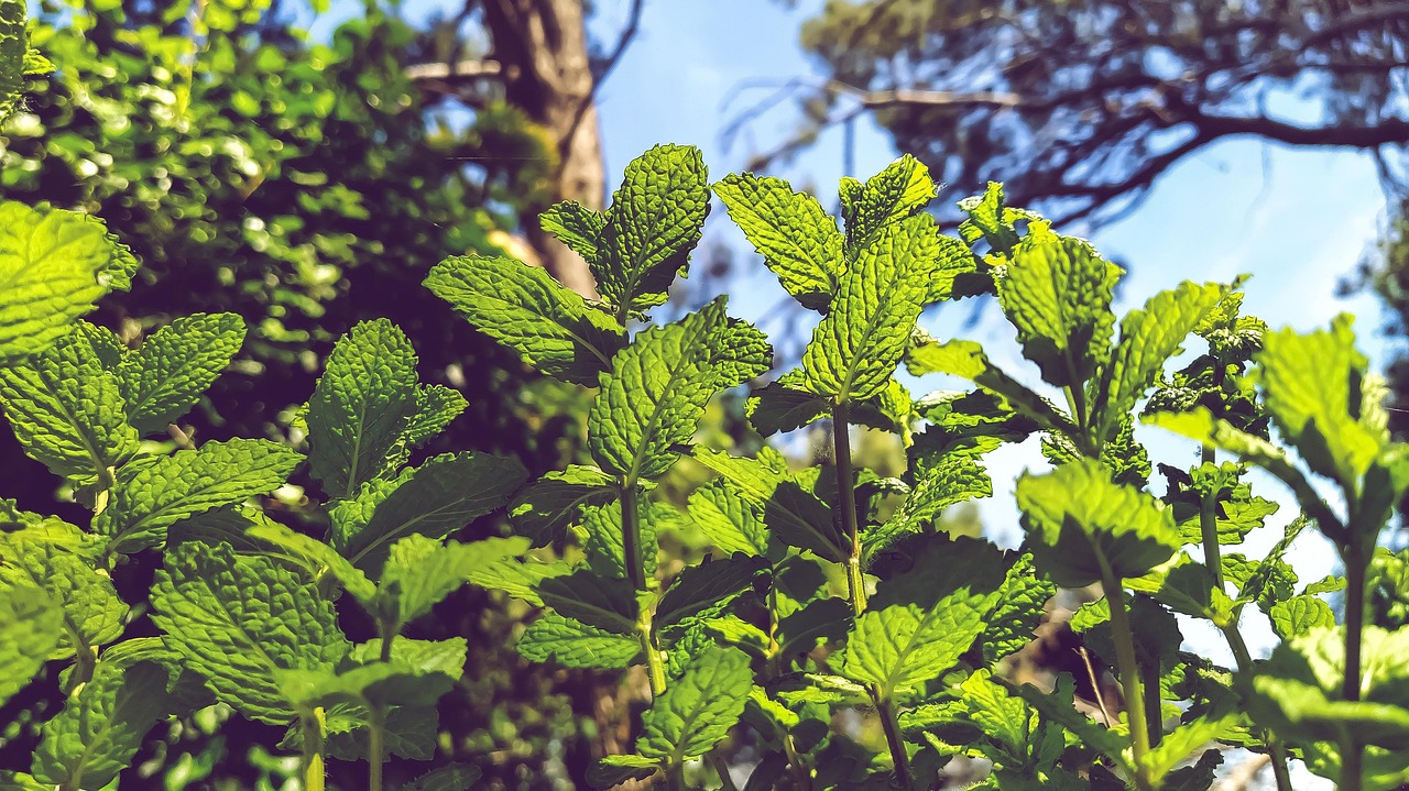Foglie di menta fresche in un giardino, ideale per respingere insetti in modo naturale.