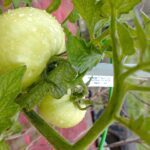 Filo innovativo per sostenere pomodori senza pali, in un orto ben curato.