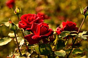 Rosa rigogliosa in giardino, trattata con acqua di cottura per rinvigorirne la salute in autunno.