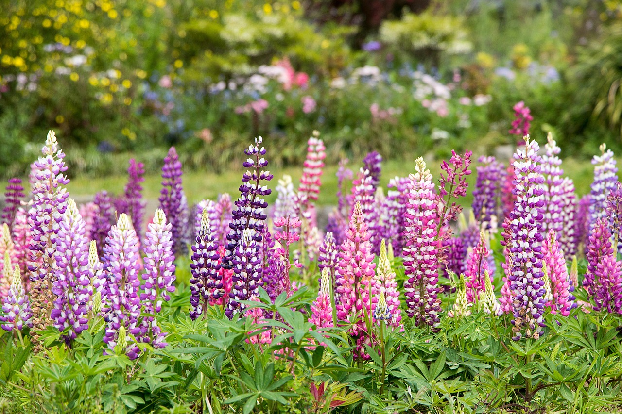 Aiuola fiorita con piante perenni di diverse varietà e colori, in un giardino soleggiato.
