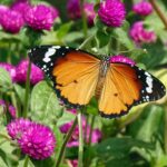 Fiori colorati per attrarre farfalle nel giardino, con diverse varietà e tonalità vivaci.
