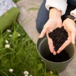 Compost fatto in casa versato nel terreno per nutrire piante verdi e rigogliose.