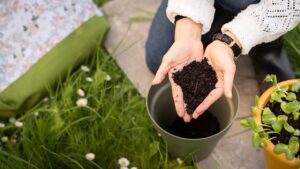 Compost fatto in casa versato nel terreno per nutrire piante verdi e rigogliose.