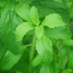 Pianta di stevia con foglie verdi, simbolo di dolcificante naturale al posto dello zucchero.