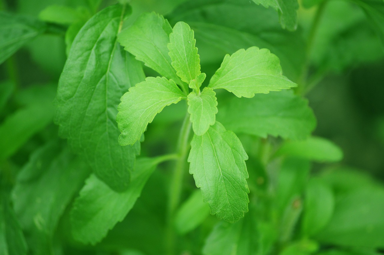 Pianta di stevia con foglie verdi, simbolo di dolcificante naturale al posto dello zucchero.