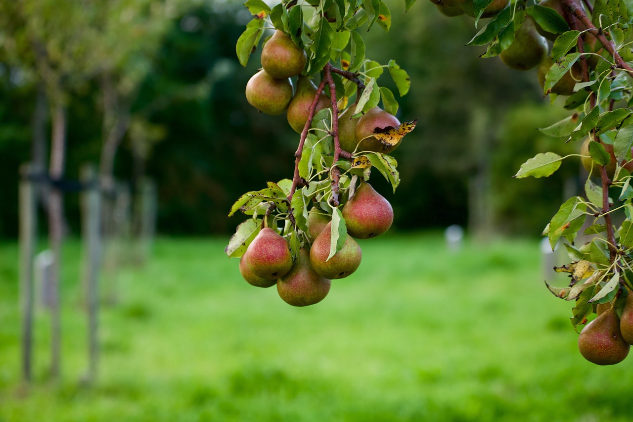 Vari alberi da frutto in giardino, con fiori e frutti, rappresentano le scelte stagionali ideali.