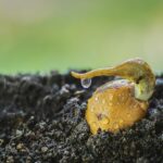 Nocciolo di avocado piantato in un vaso, circondato da germogli verdi e terreno umido.