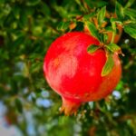 Melograno potato con frutti rossi e succosi, simbolo di abbondanza e dolcezza.