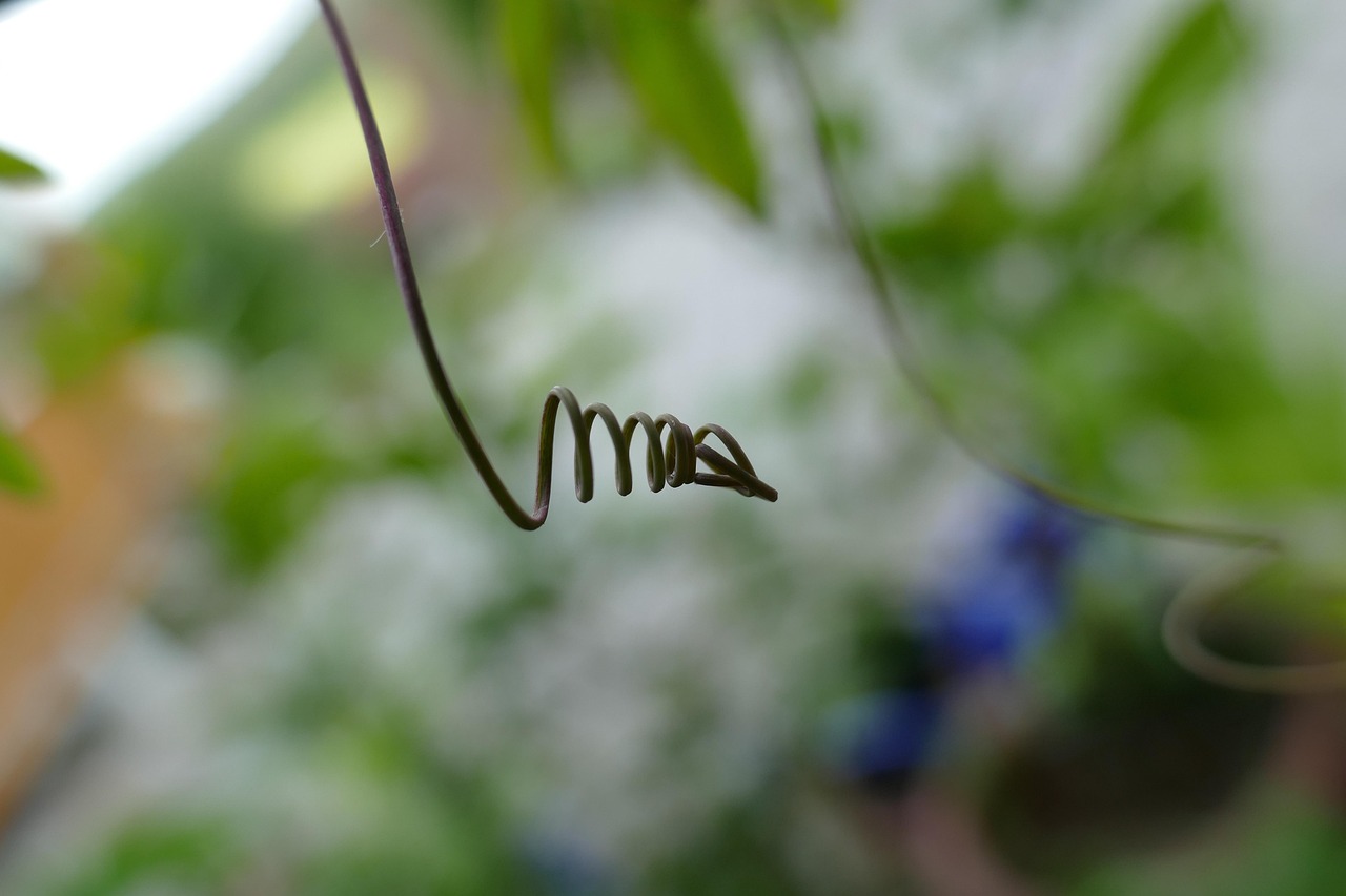 Glicine giovane senza fiori, potenzialmente nato da seme, richiede 10 anni per fiorire.