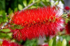 Fiori rossi di Callistemon, pianta scovolino, che attirano api e farfalle.