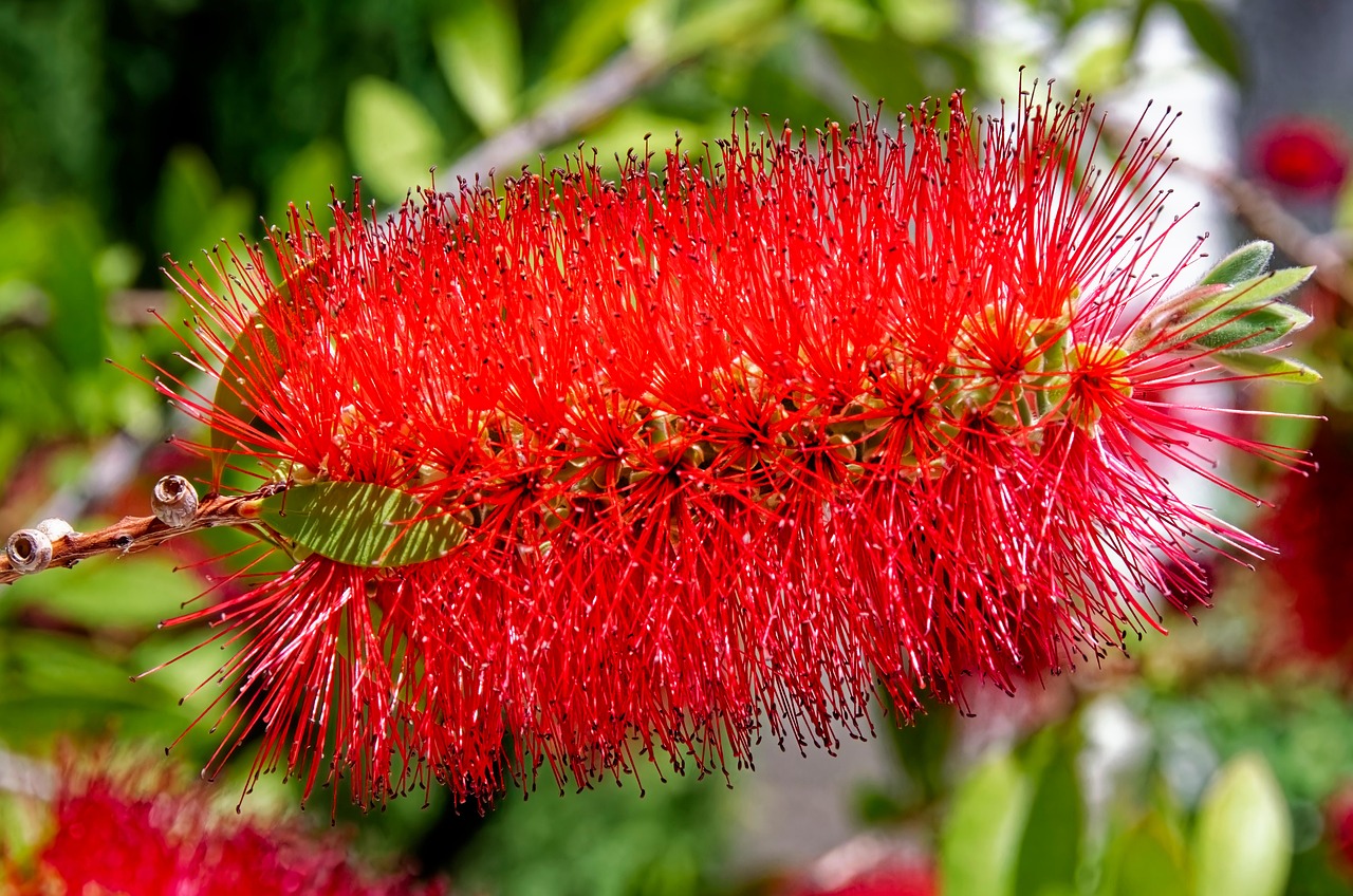 Fiori rossi di Callistemon, pianta scovolino, che attirano api e farfalle.