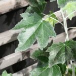 Foglie colpite dal mal bianco, visibili macchie bianche simili a polvere, pronte per il trattamento con zolfo.