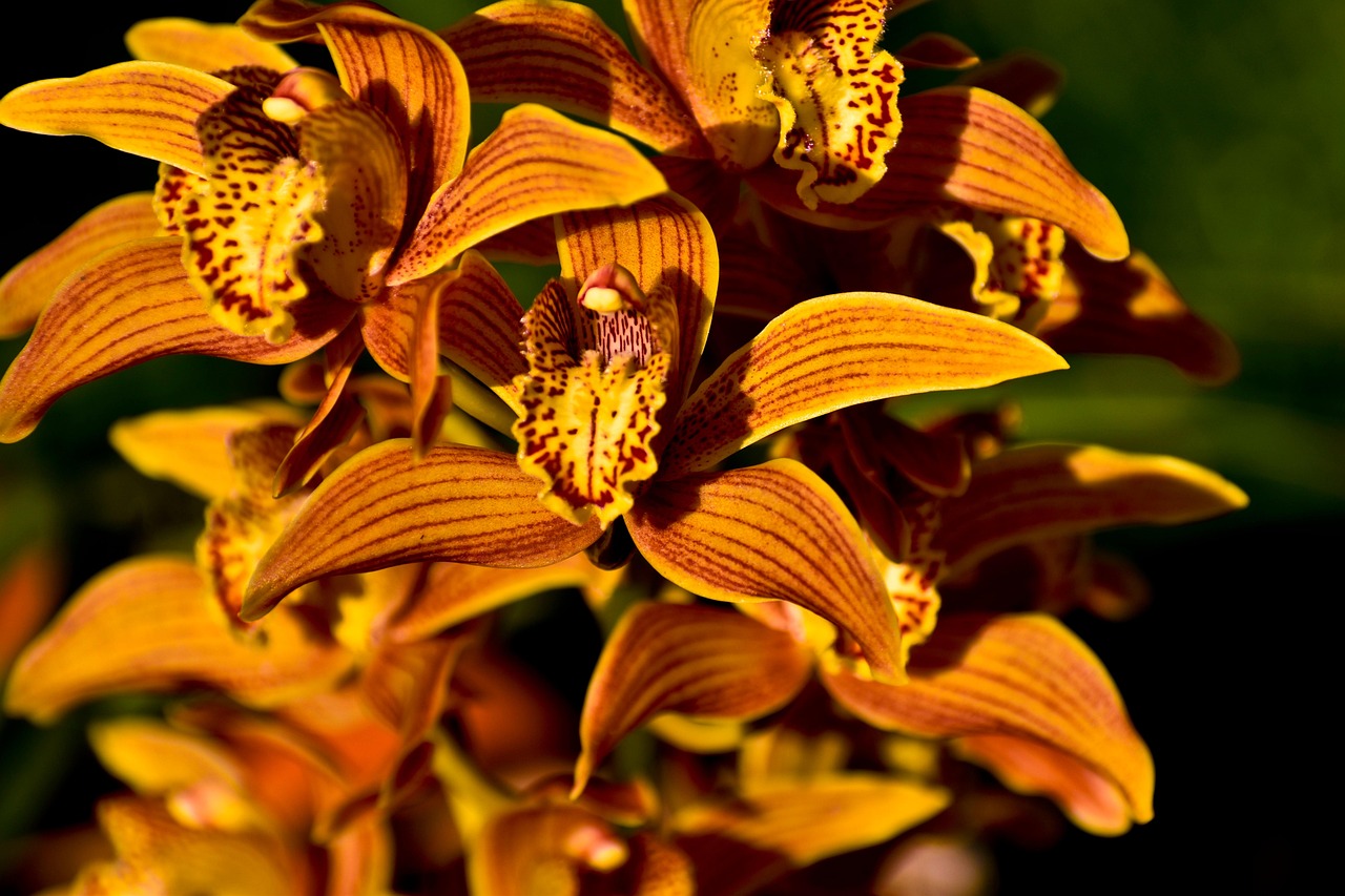 Immagine di un Cymbidium in fiore con foglie verdi, perfetto per illustrare la cura della pianta.