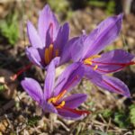 Bulbi di zafferano in vaso con fiori gialli, pronti per la fioritura a novembre.