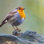 Pettirosso che si avvicina a una mangiatoia con pane secco nel giardino.