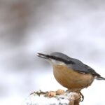 Uccellini in inverno che mangiano semi su un davanzale innevato.