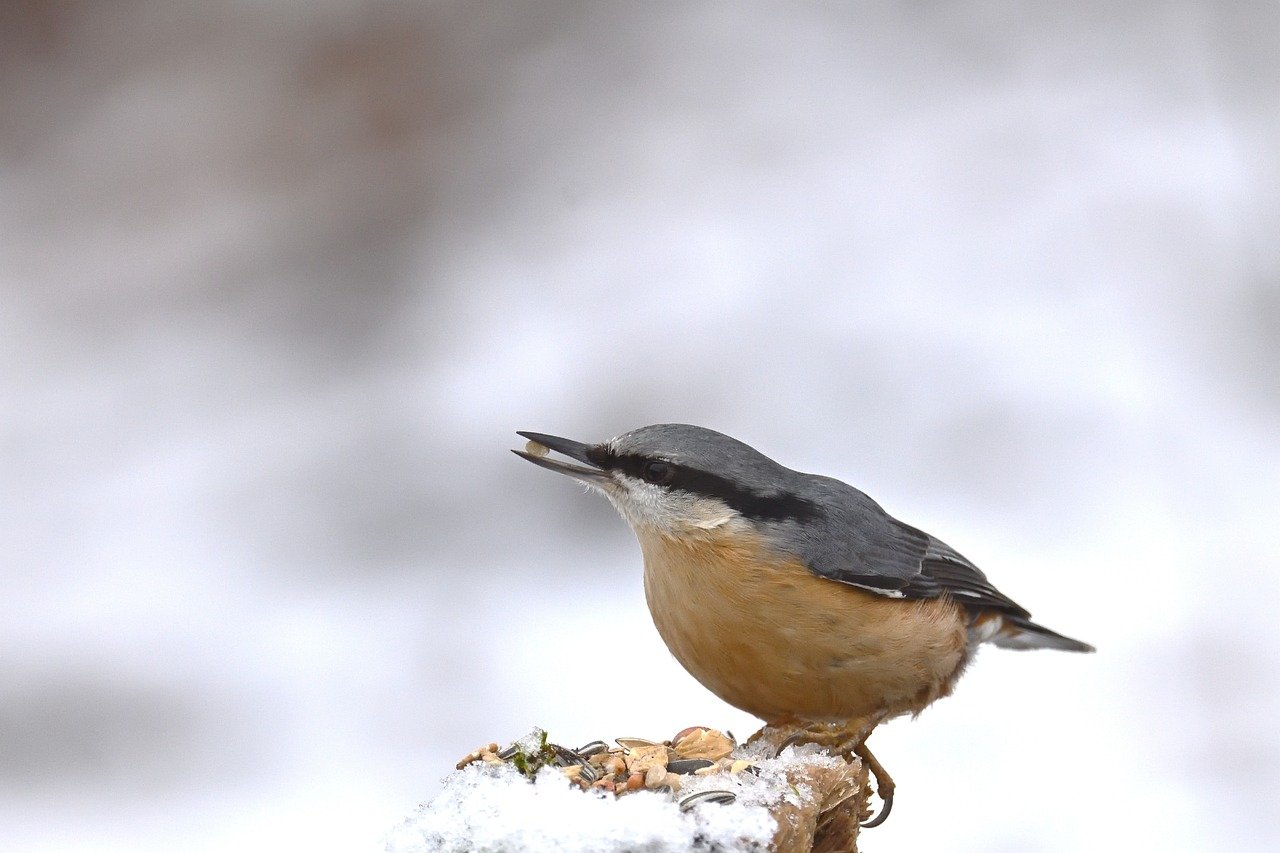 Uccellini in inverno che mangiano semi su un davanzale innevato.