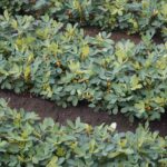 Arachidi in crescita nel terreno, con fiori gialli visibili che si interrano per formare il frutto.