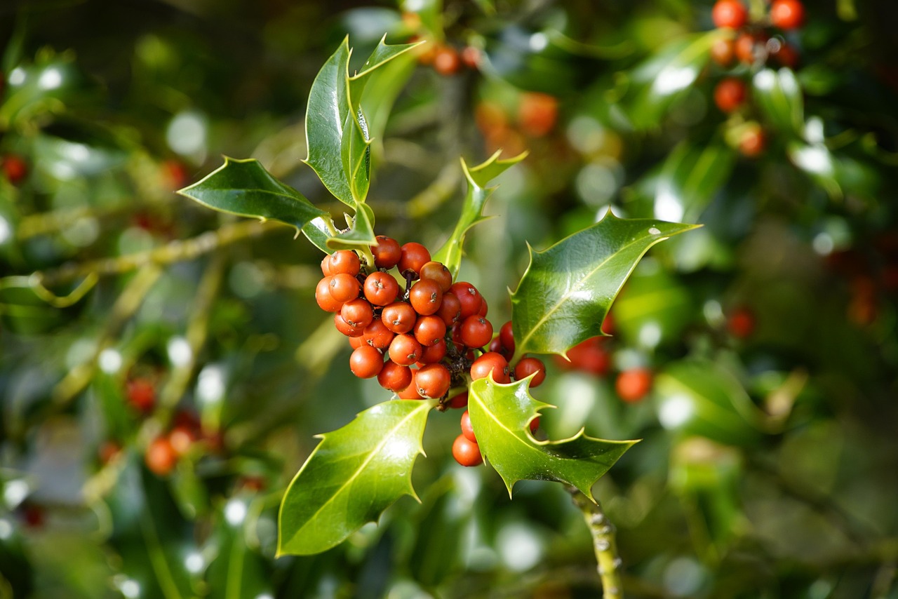 Ramo di vischio con bacche verdi, ideale per la coltivazione in giardino.