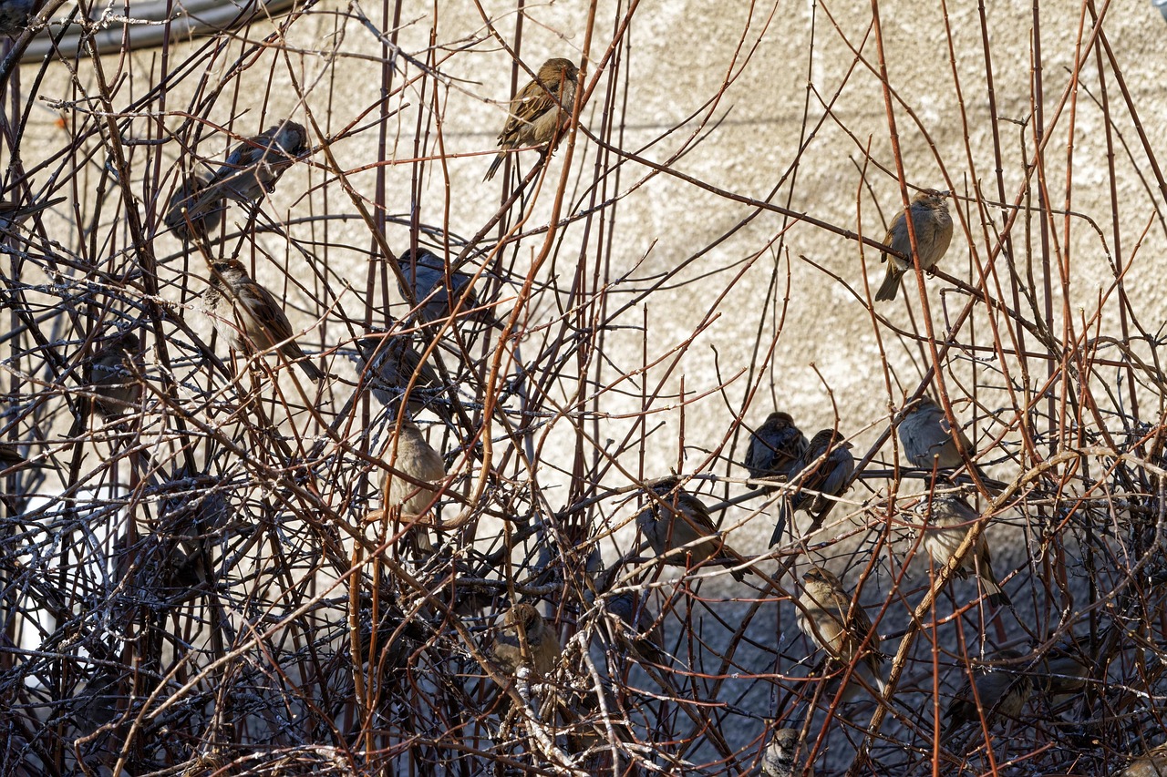 Uccellini infreddoliti su un ramo, evidenziando le sfide della stagione invernale.