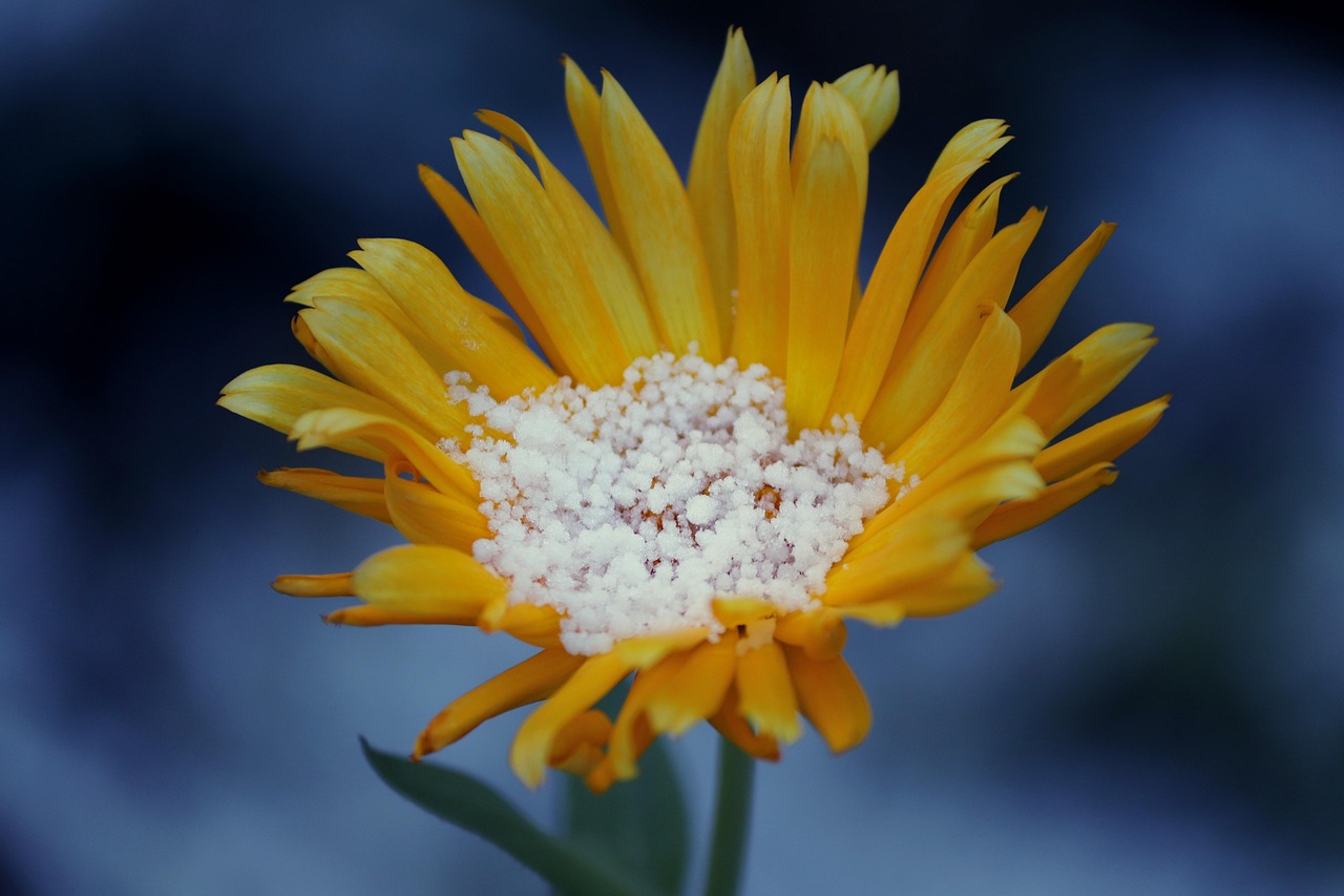Giardino fiorito con piante sane, senza erbacce, grazie all'uso del sale marino.