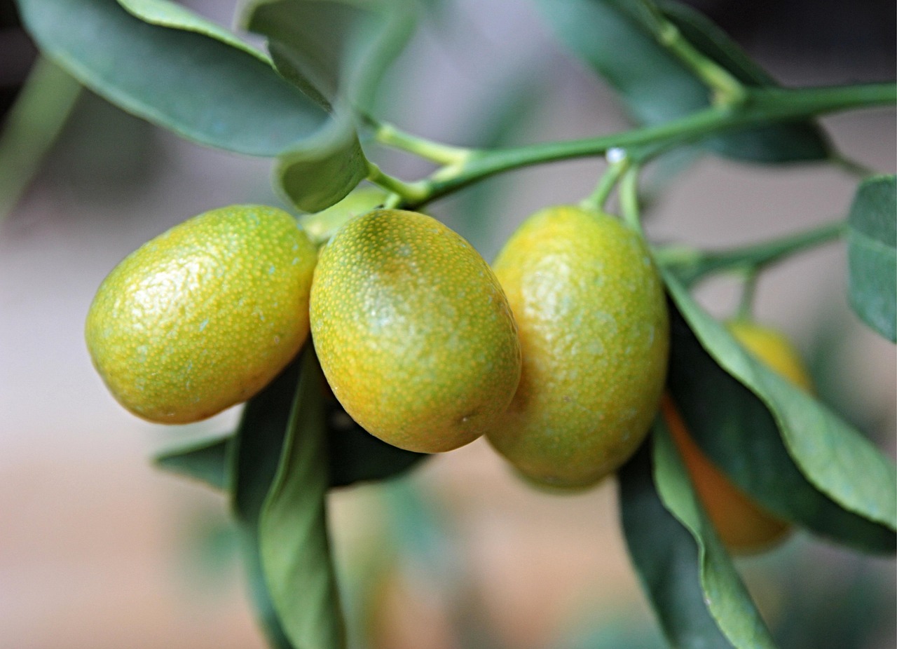 Alberi da frutto in vaso per balcone: limone, kumquat e pesco nano, ideali per spazi ridotti.