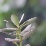 Albero di Giada posizionato in un ambiente luminoso secondo il Feng Shui per attirare prosperità.