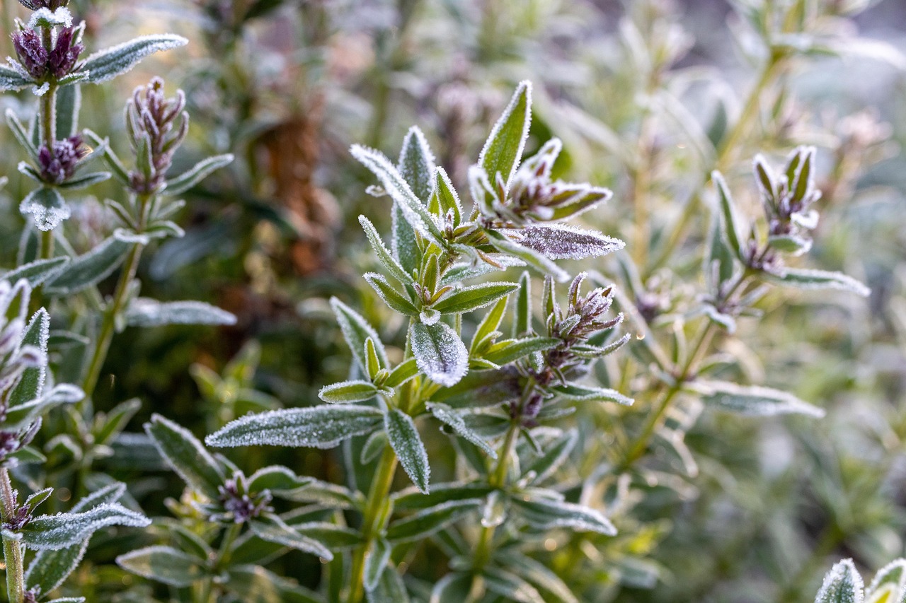 Piante invernali resistenti al freddo in un giardino ben curato, con colori vivaci e fogliame sano.
