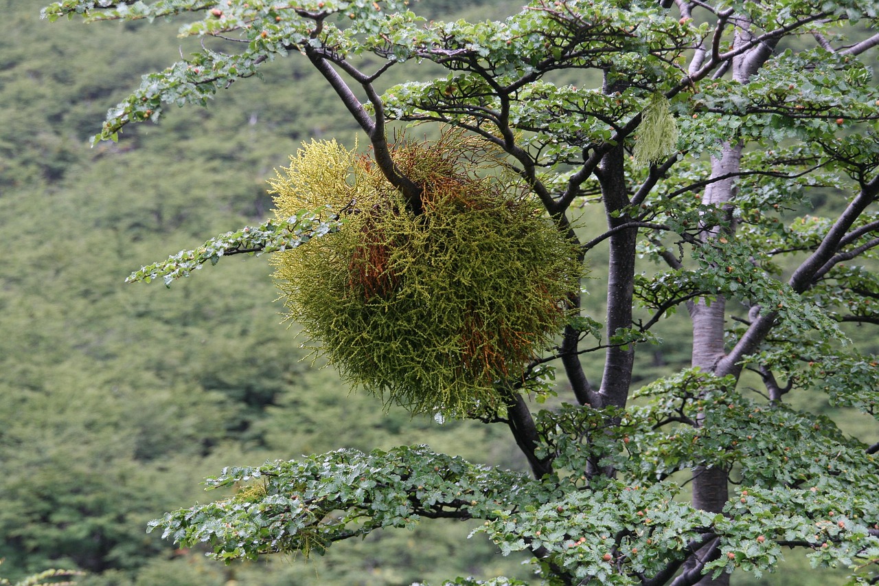 Bacche di vischio mature su un ramo, pronte per essere raccolte in un giardino.